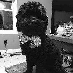 Meet your Posher, Haley